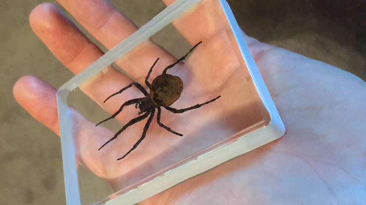 Ominous Deck (Spider) by Diamond Jim Tyler - Image 2