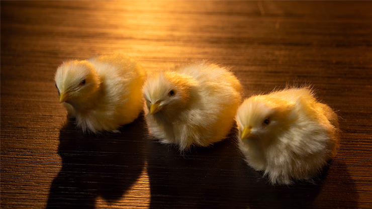 THE FINAL LOAD (Baby Chicks) by Murphy's Magic - thumbnail 3